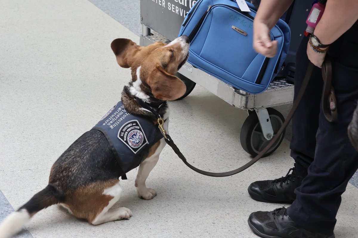 Today we celebrate the service and dedication of working dogs on farms and ranches and detector dogs who protect our Nation's agriculture 🐾

#NationalDogDay