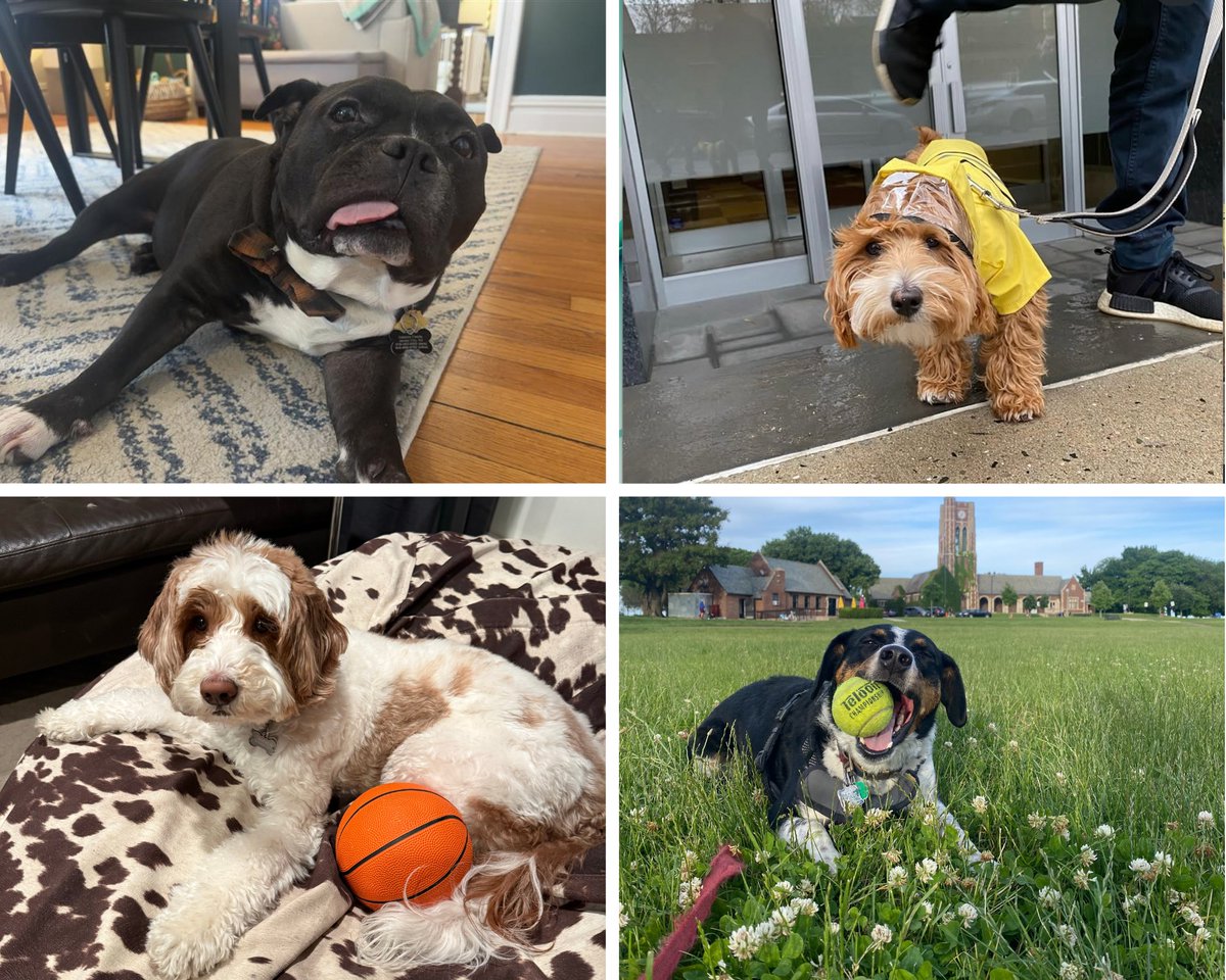 Hearts & Science (@hearts_science) on Twitter photo Keep Calm and Paw-ty On! 🐾
It’s #NationalDogDay, and we're celebrating our fluffiest, goofiest, most lovable friends today. Swipe to meet some of the #TeamHearts pups. Keep Calm and Paw-ty On! 🐾
It’s #NationalDogDay, and we're celebrating our fluffiest, goofiest, most lovable friends today. Swipe to meet some of the #TeamHearts pups.