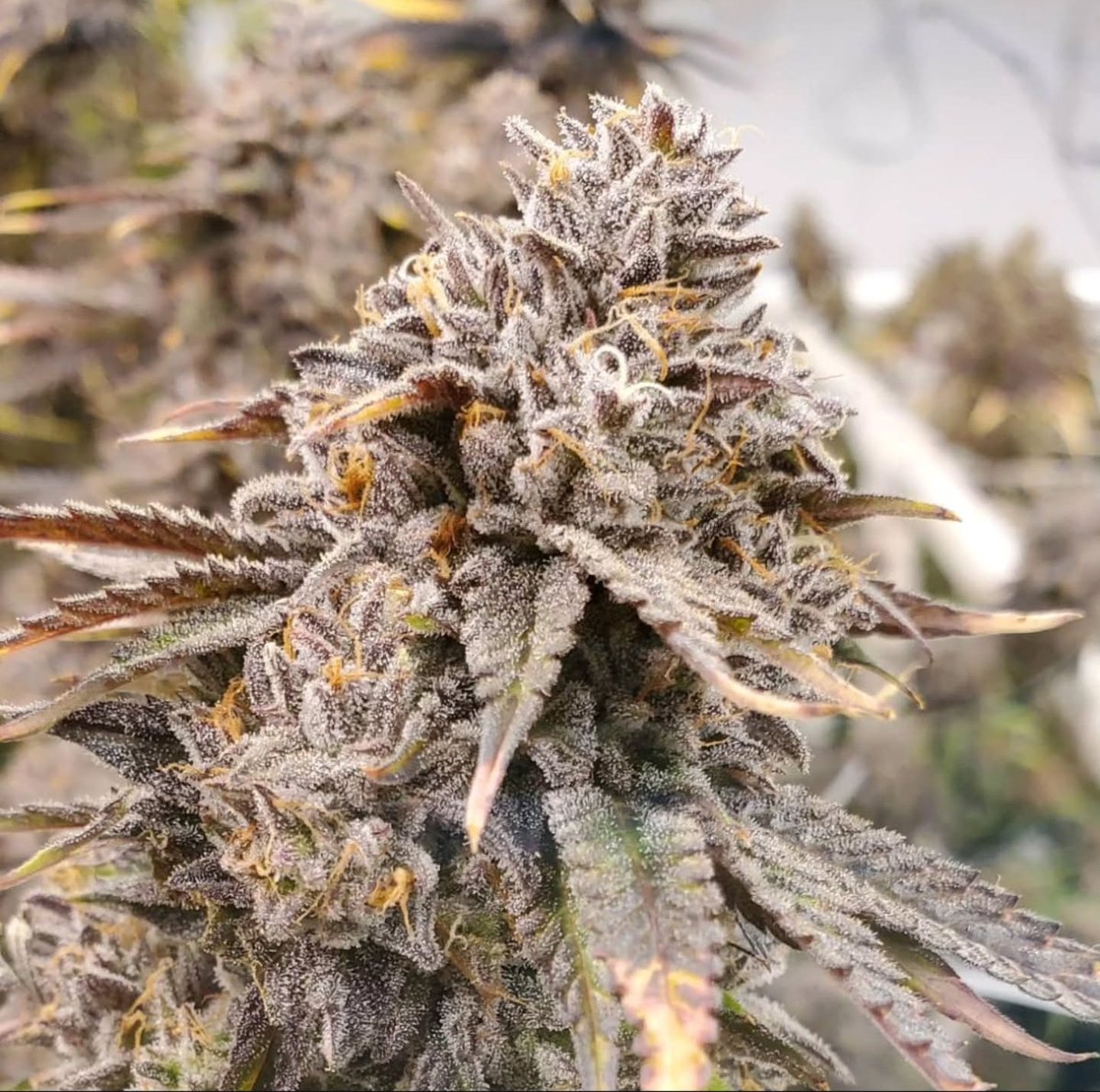 Rose' Especial 
Hybrid
Cross: Zkittlez and Long Valley Reserve F1 
Breeder:  Aficionado Genetics 

Flavor Profile: Citrus, Floral, Fruity 

Famous for its amazing aroma and focused daytime high,  Rose' Especial is a great hybrid for any weekend day,

THC 24-28%
Terpenes 2-2.5%