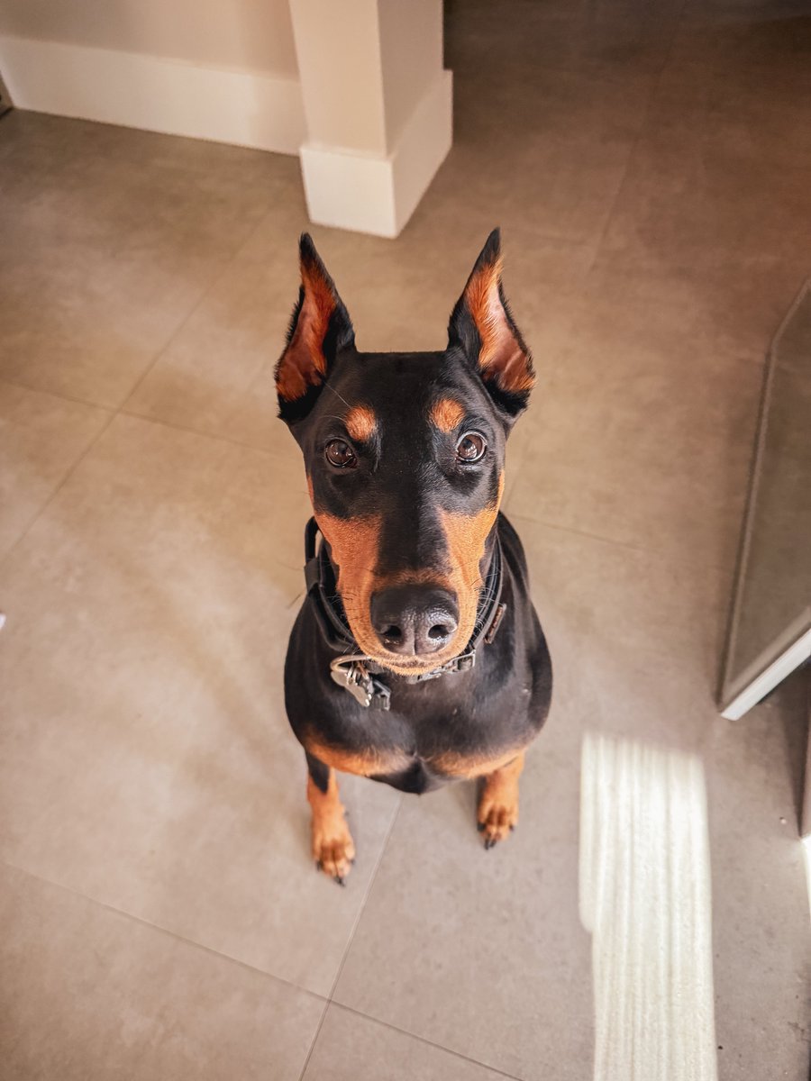 barkmeta's tweet photo. Happy National Dog Day!

Say hi to Atlas.

She’s all grown up now 🥹 https://t.co/pDqzl1TUwb