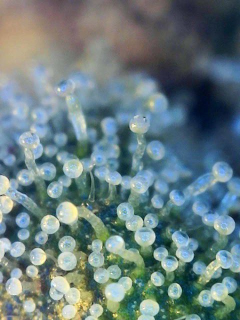 MeltedHashCo's tweet photo. Sherb cocktail ripening up daily scope from here on out https://t.co/eWT7av2lpB