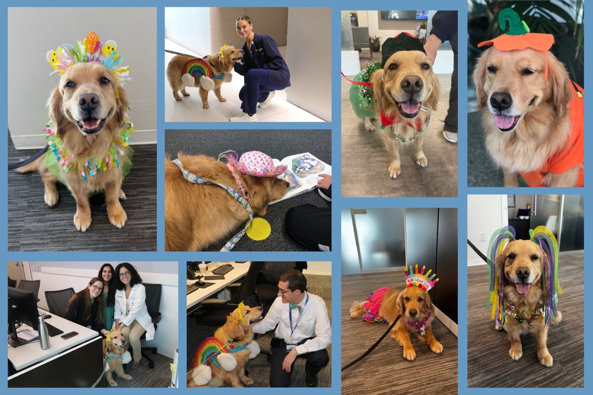 UTSW_RadOnc's tweet image. Meet Callie, a certified therapy dog who brings comfort, joy, and plenty of outfits to patients and staff in our department, across UT Southwestern, and throughout the Dallas-Fort Worth area! #NationalDogDay
📖🐕🦺: bit.ly/3HFlq4v