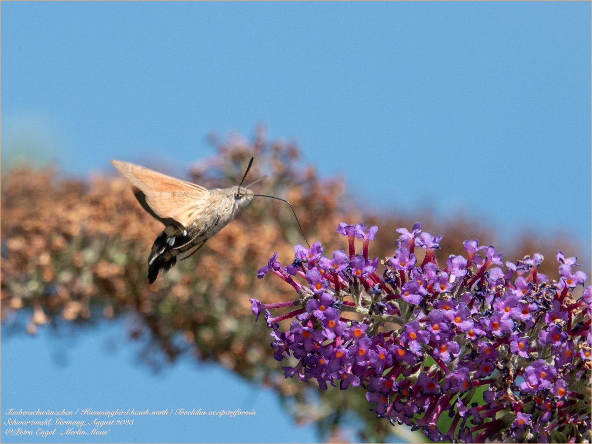 Merlinmaus's tweet image. "Our" Redstart is almost ready for migration, we're happy about every  day we can still see her. And we also enjoy the daily visit of the hummingbird hawk #moths 🦋. 
🇩🇪Rotschwanz &amp;amp; Taubenschwänzchen #birds #BirdLovers #TwitterNatureCommunity #NaturePhotography #birdwatching