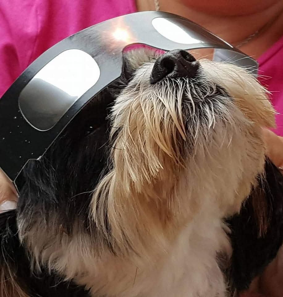 Cali says hi to all on National Dog Day. (She thinks we are HER pets!)