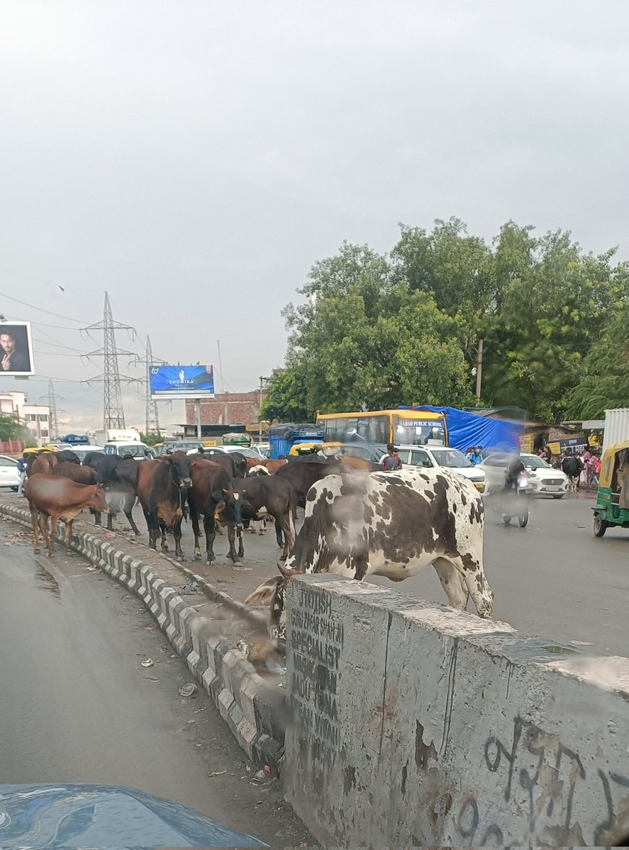 San4sure's tweet photo. @CMODelhi @dtptraffic @LtGovDelhi @mygovindia @timesofindia @htTweets @republic Roads are for wheels, not hooves !  #roadsafety #straycattle #delhiroads https://t.co/aJofemAvlV