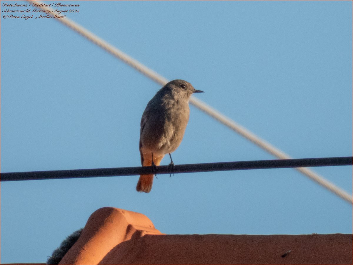 Merlinmaus's tweet image. "Our" Redstart is almost ready for migration, we're happy about every  day we can still see her. And we also enjoy the daily visit of the hummingbird hawk #moths 🦋. 
🇩🇪Rotschwanz &amp;amp; Taubenschwänzchen #birds #BirdLovers #TwitterNatureCommunity #NaturePhotography #birdwatching