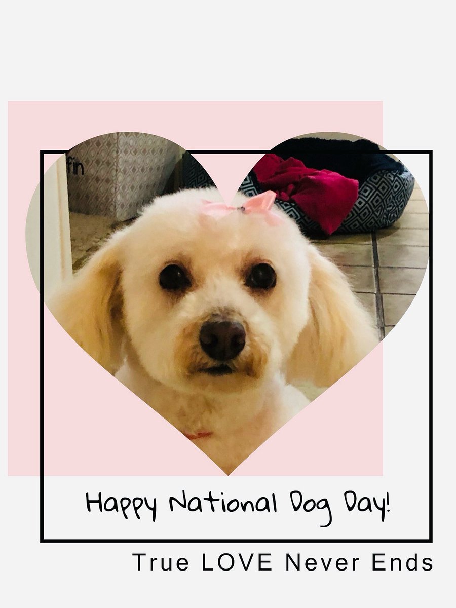 switchingstores's tweet photo. Happy National Dog Day! The Muffin! 💚💚💚 #NationalDogDay #MuffinBeauty #maltipoo #maltipoolovers #maltipoo https://t.co/567bl5Puvy