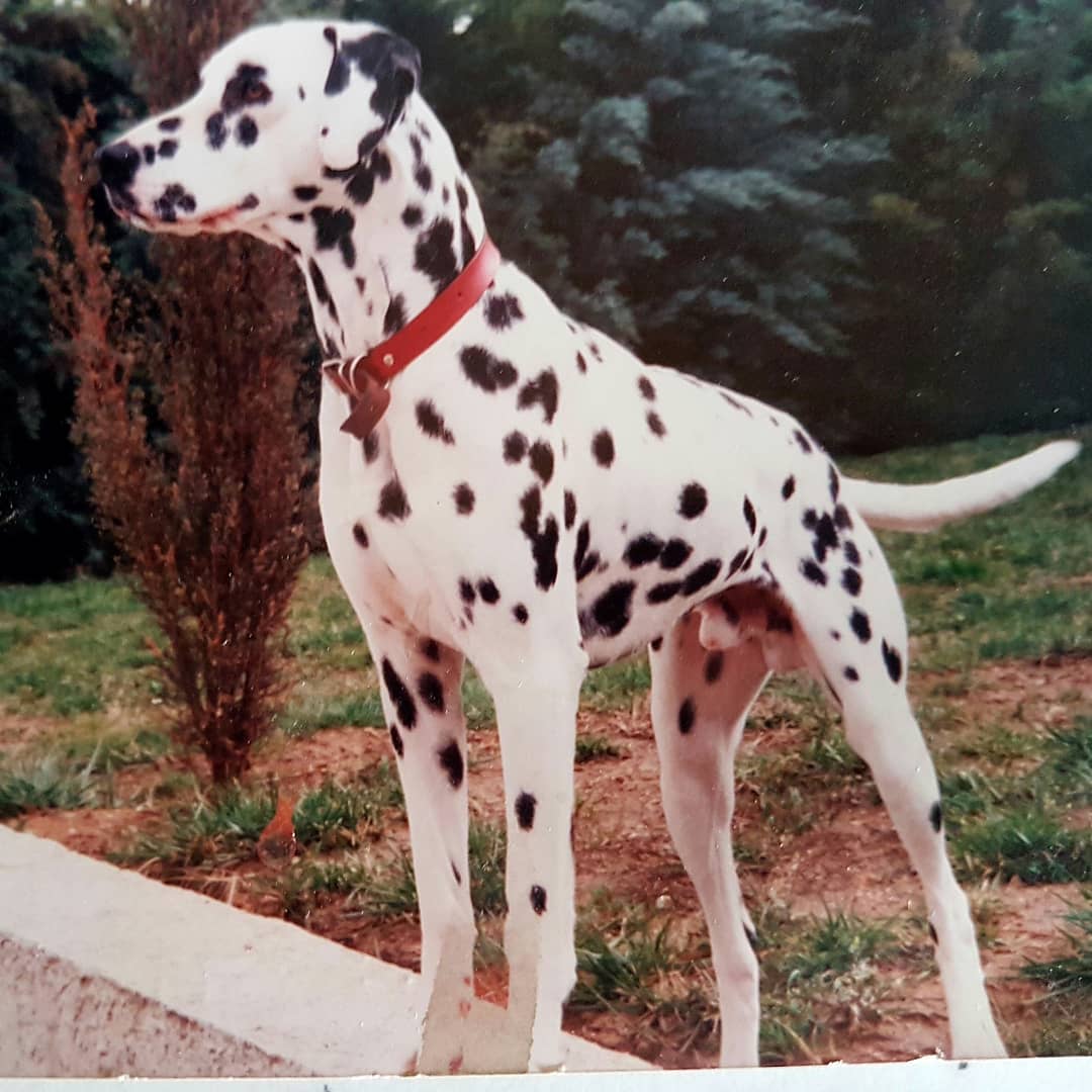 #journeemondialeduchien Hommage à tous nos fidèles compagnons d'hier, d'aujourd'hui et de demain Merci pour leur amour inconditionnel. Ils nous attendent dans les refuges, adoptons si nous le pouvons <a href="/courbet_julien/">Julien Courbet</a> #protectionanimale #stopabandon #hugoforever