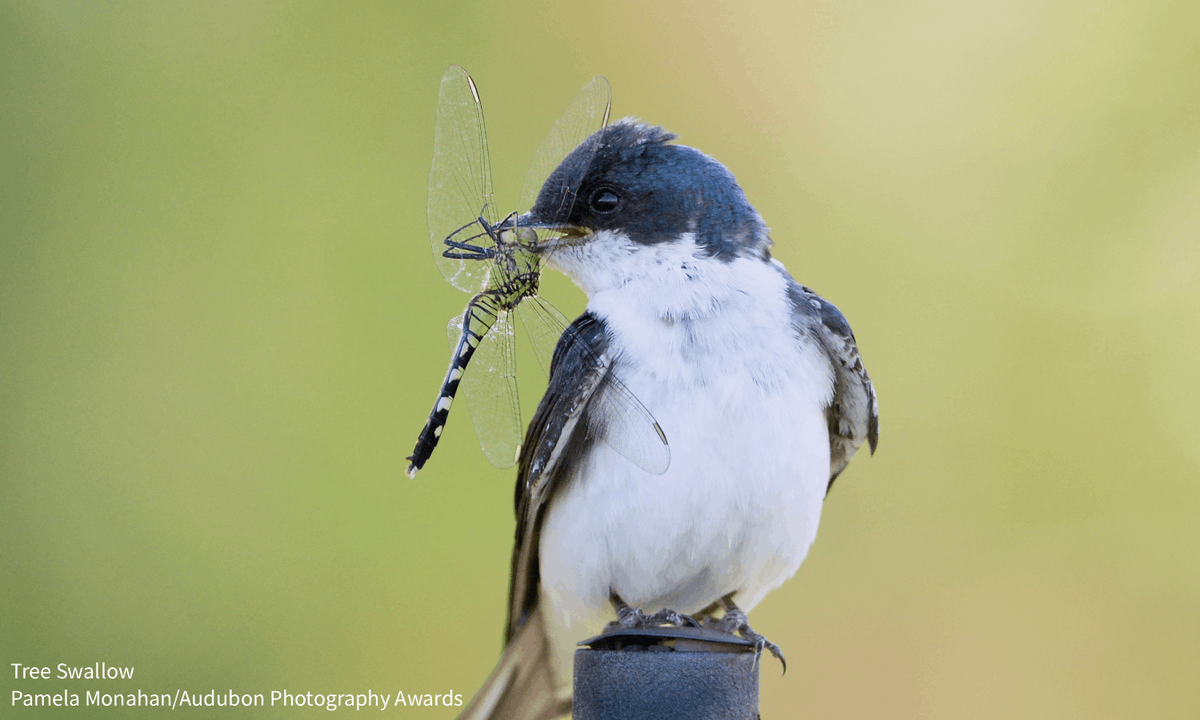 A 2024 bill passed in Vermont bans &amp; restricts certain uses, sales, &amp; distributions of the toxic pesticide, neonicotinoids, for agricultural &amp; non-agricultural purposes. Read from Audubon Vermont how other states &amp; provinces are following suit: bit.ly/4mYTeIM