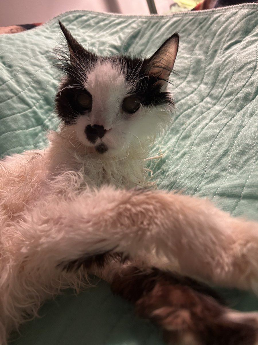 oreo & monkey (@oreoeocat) on Twitter photo 
