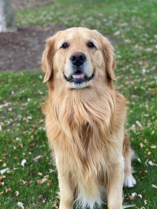 Today we celebrate our "CEO" (Chief Enjoyment Officer), Jake 🐾.
Whether it’s keeping morale high, greeting visitors, or leading with kindness, he reminds us every day what loyalty and dedication really look like. 💼🐕 #NationalDogDay #JCCJake #BestBossEver