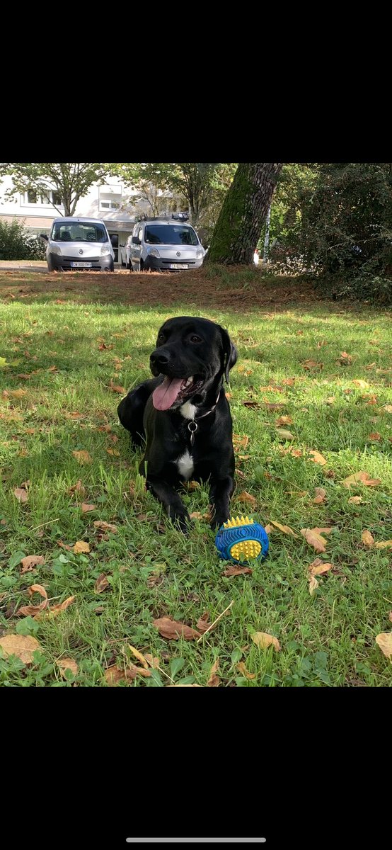 À Touffu, mon fidèle compagnon de route depuis plus de 3 ans. 
Pour tous les chiens du monde : merci d’être ce que l’humain a de plus fidèle.