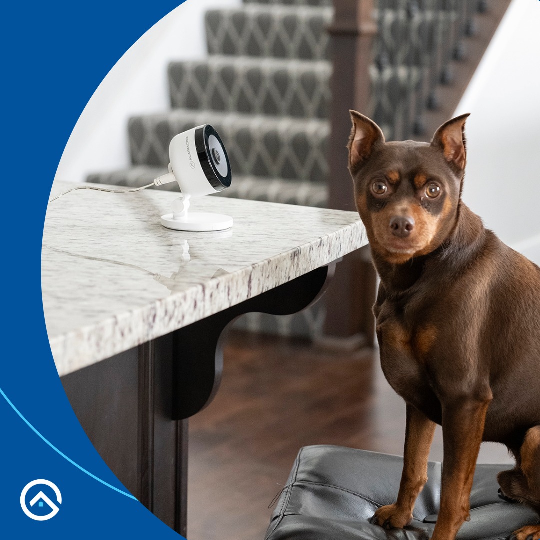 safehavensecure's tweet image. Happy #NationalDogDay! 🐶

Because let’s be honest… our dogs aren’t just pets- they’re family. 

At Safe Haven, we’re here to help keep your home secure so your pups can keep doing what they do best: napping, zoomies, and begging for snacks.