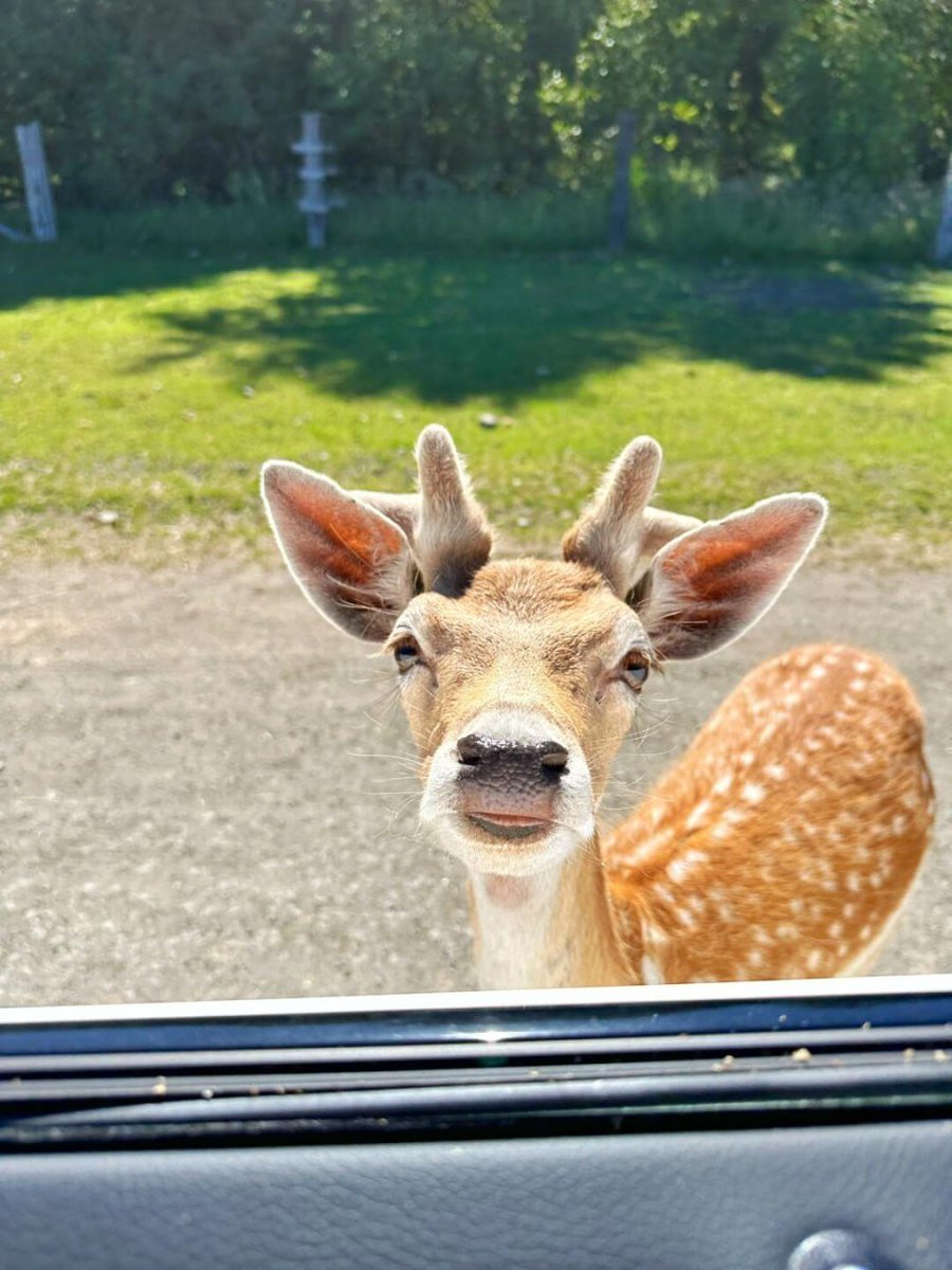 Close encounters with wildlife 🦌🦚✨
#OlympicNationalPark
