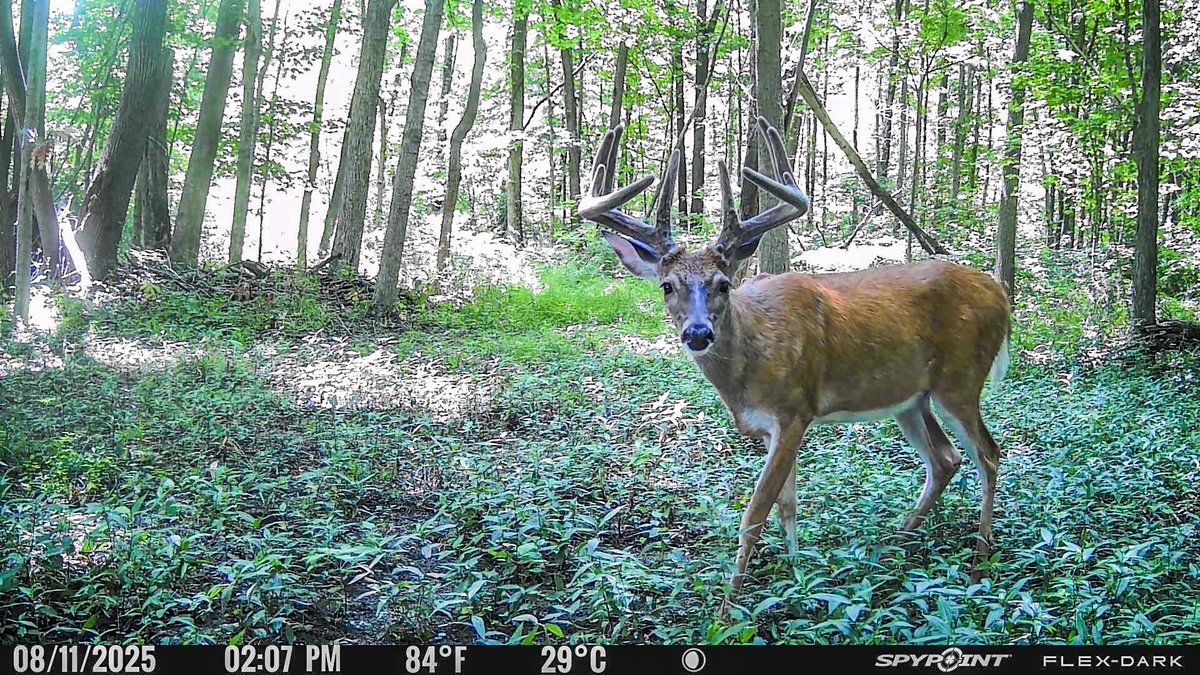 SPYPOINT Trail Cameras tweet media