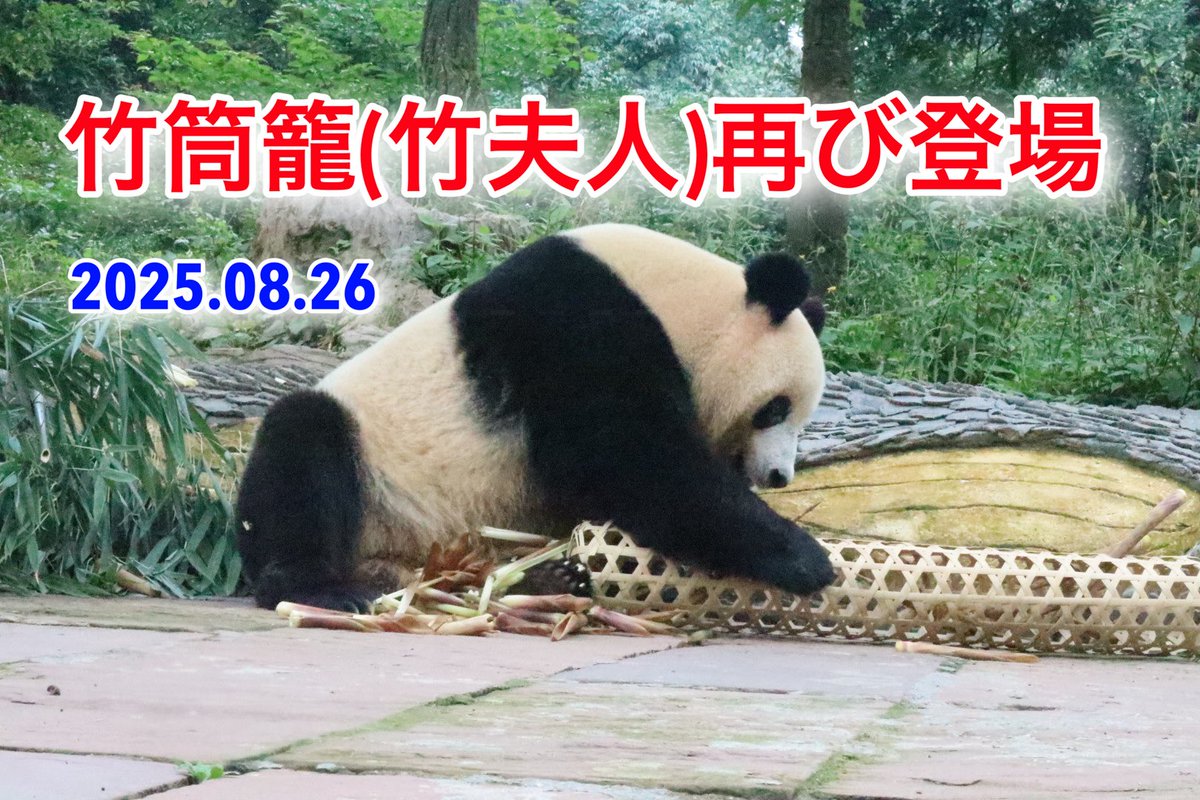2025.08.26
竹筒籠(竹夫人)再び登場
#シャンシャン

youtu.be/AJrPVCYQ31A?si…