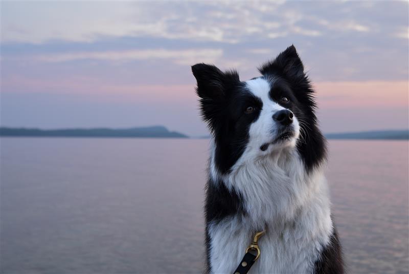 ParcsOntario's tweet image. Qui emmène son chien préféré avec lui pour le #Défi30x30? 🐶🐾

Voyons les photos de votre chien dans la nature! 📸

#SPSP #JournéeNationaleDuChien