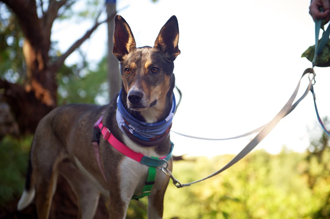 ParcsOntario's tweet image. Qui emmène son chien préféré avec lui pour le #Défi30x30? 🐶🐾

Voyons les photos de votre chien dans la nature! 📸

#SPSP #JournéeNationaleDuChien