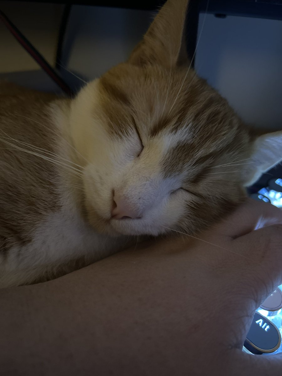 RelianaVT's tweet image. Today i say goodbye to this sweet baby angel.. may he rest in peace and play with his fallen brothers and sisters beyond the rainbow.. watch over me please.. i will miss you Simba..