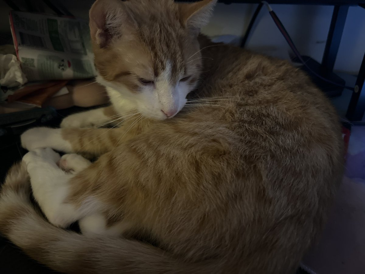 RelianaVT's tweet image. Today i say goodbye to this sweet baby angel.. may he rest in peace and play with his fallen brothers and sisters beyond the rainbow.. watch over me please.. i will miss you Simba..