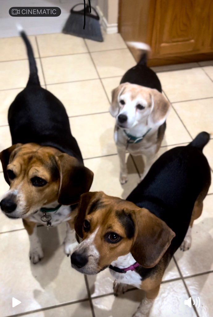 Bella, Mags , Brie and ๐Bentley ๐๐ (@ddoggiesmommy) on Twitter photo <a href="/beaglefacts/">Beagle Facts</a> <a href="/CurfewBeagle/">๐ผ๐ฃ๐๐๐ก ๐พ๐ช๐ง๐๐๐ฌยฎ๏ธ</a> As I sayโyou either had a beagle once or always have beagles. Cannot imagine life without these loving, joyful, sassy, and laughter. Between keeping me entertained and being baseball emotional support-I will always have a beagle to remind me to enjoy little things <a href="/beaglefacts/">Beagle Facts</a> <a href="/CurfewBeagle/">๐ผ๐ฃ๐๐๐ก ๐พ๐ช๐ง๐๐๐ฌยฎ๏ธ</a> As I sayโyou either had a beagle once or always have beagles. Cannot imagine life without these loving, joyful, sassy, and laughter. Between keeping me entertained and being baseball emotional support-I will always have a beagle to remind me to enjoy little things