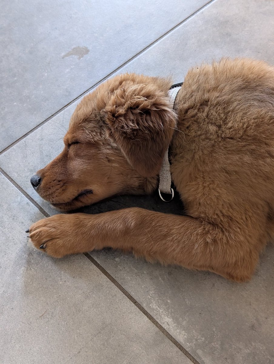 Pierre Simonet tweet media