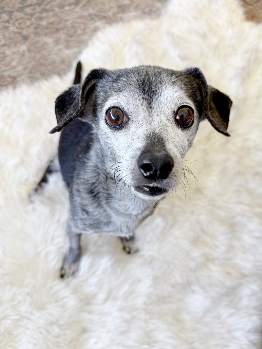 heard it is international dog day. petition to change this extraordinary event to every day.