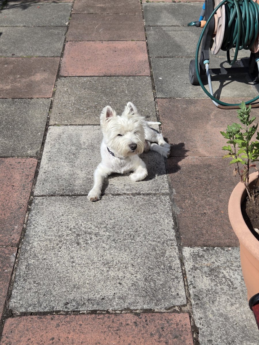 Ste Langley tweet media