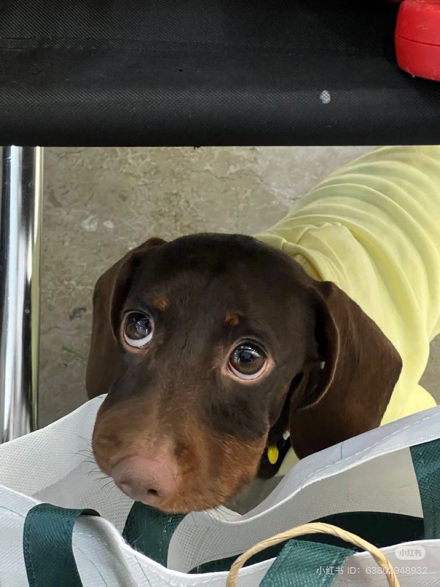 contextdogs's tweet image. 