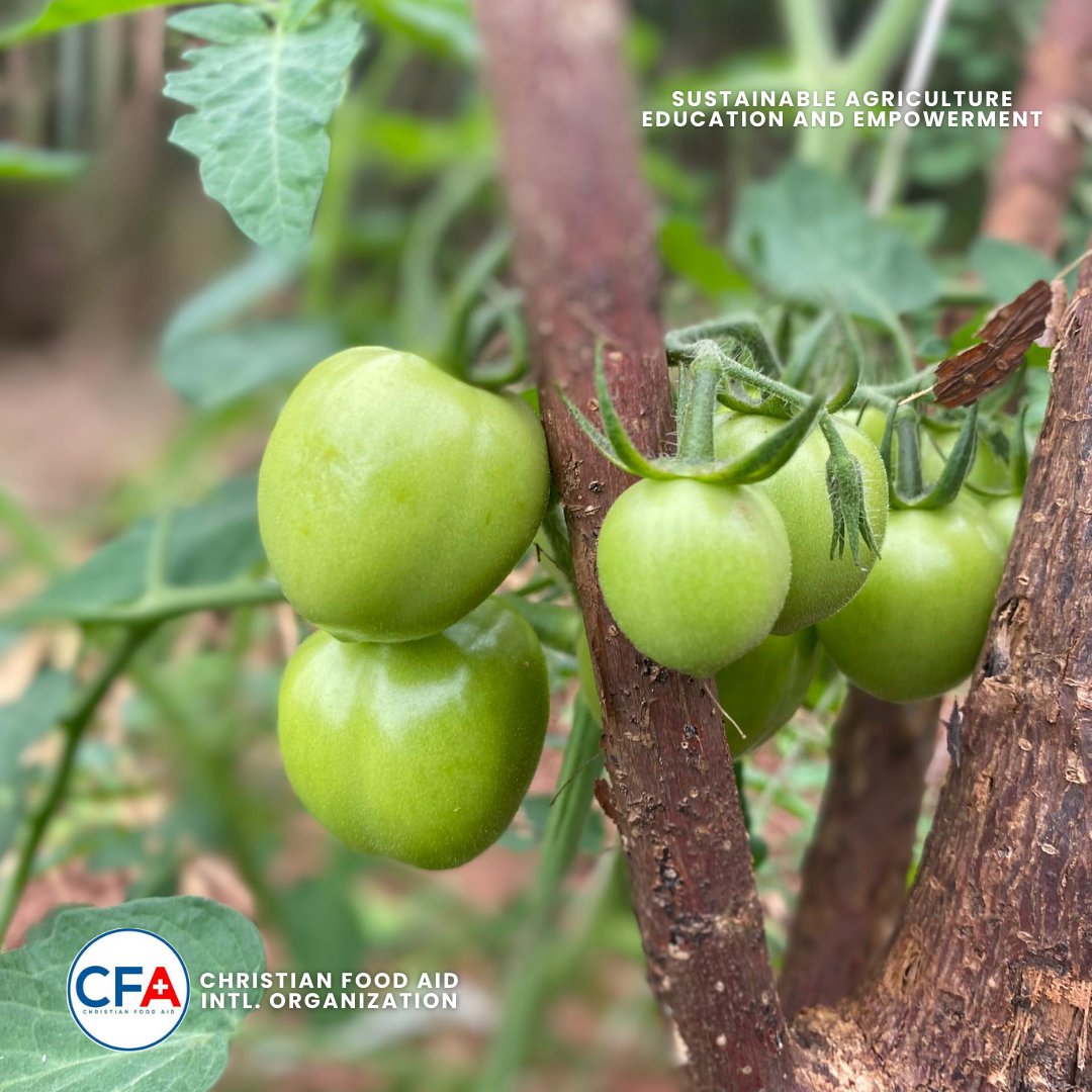 CFA_Intl's tweet image. Busy &amp;amp; fruitful day!
At St. John’s Grammar School, we weeded, guided students to mark a new garden, harvested  &amp;amp; saw our Amaranthus, Jute sprout + taller chilli peppers!
At Moremi High School, more harvests  &amp;amp; watering our veggies 💧.
#SAEEProject #ChristianFoodAid #HarvestOfHope