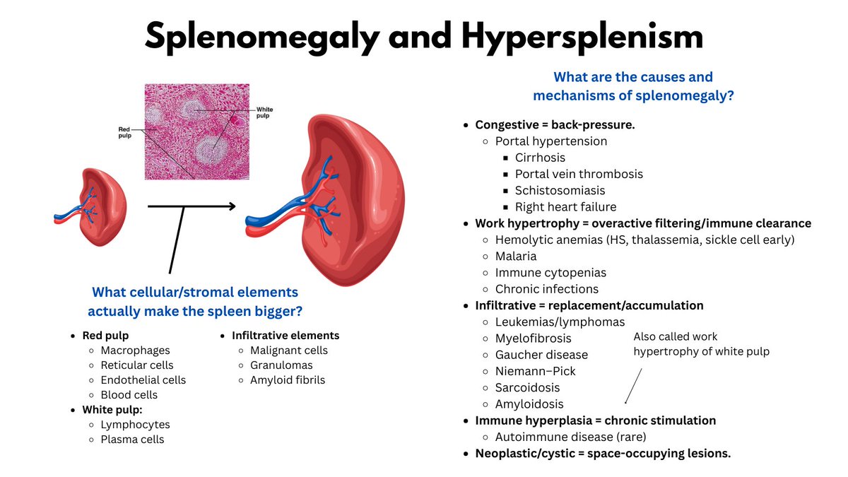 1/5

SPLENOMEGALY/HYPERSPLENISM

Mechanisms of splenomegaly: 
• Congestive
• Work hypertrophy
• Infiltrative

What enlarges?
• Red pulp: macrophages, sinusoids, blood
• White pulp: lymphocytes, plasma cells
• Infiltrative: tumor, storage cells, granulomas, amyloid

#MedEd