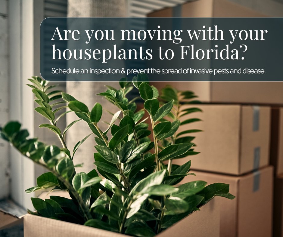 🚗 💨 Are you bringing your houseplants with you to Florida for back-to-school season? 

Prevent hitchhiking pests by scheduling an inspection from your state of origin or with <a href="/fdacsdpi/">FDACS-Plant Industry</a> once you arrive in #FL !

🔎 Find our Plant Inspector Directory here: fdacs.gov/Agriculture-In…