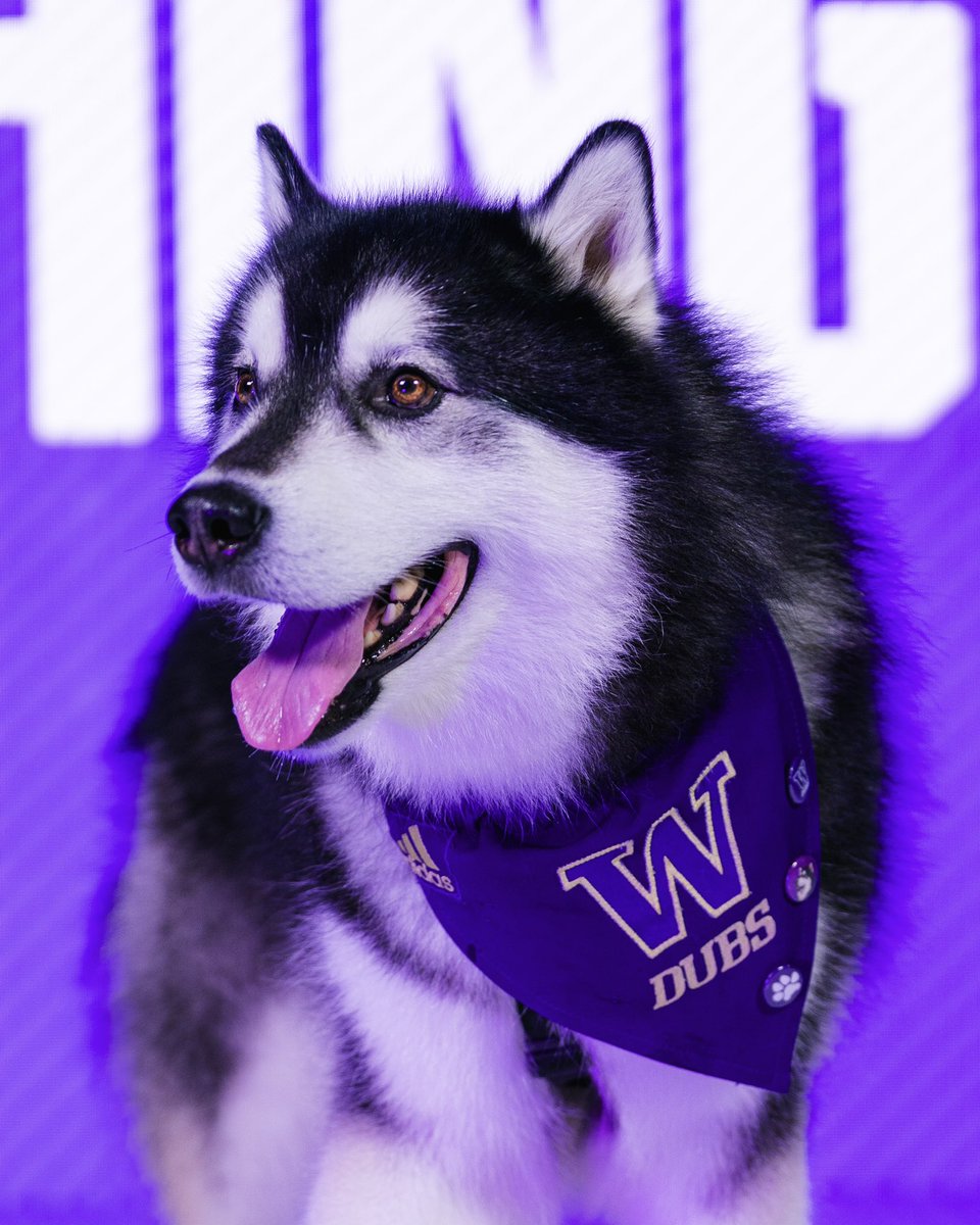 Happy #NationalDogDay to a very good dawg 🐾

#GoHuskies