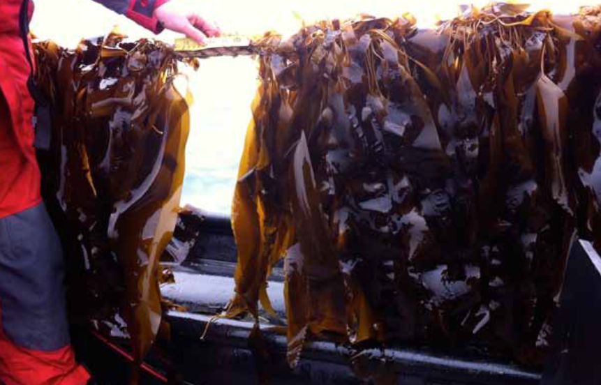 Titulares del día:
✅ Expertos cuestionan el papel del cultivo de algas en las estrategias de carbono azul
✅ La interacción a través del tacto entre peces induce el mismo tipo de placer que en humanos
✅ Cetmar impulsa en Perú el proyecto MARdePiura
Más: ipacuicultura.com