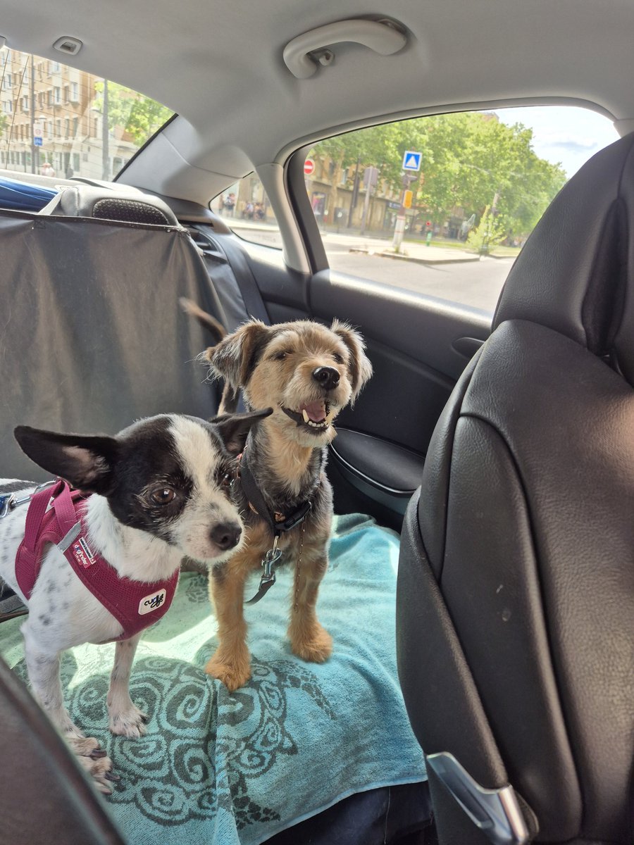 olivia220's tweet photo. #journeemondialeduchien
#Happy #Poopsie et #Asia https://t.co/jds3ETWZZw