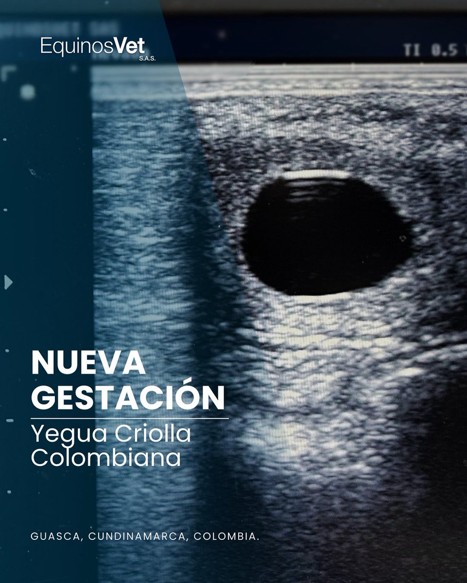 ¡Excelentes resultados gracias al trabajo en equipo!⁣
⁣⁣⁣⁣⁣
Ecografía confirmando una nueva gestación de 16 días producto de monta natural dirigida.
⁣⁣⁣
“Hay cosas que suceden sin mayor tropiezo, y otras que son exclusivamente reservadas para las mentes más persistentes”