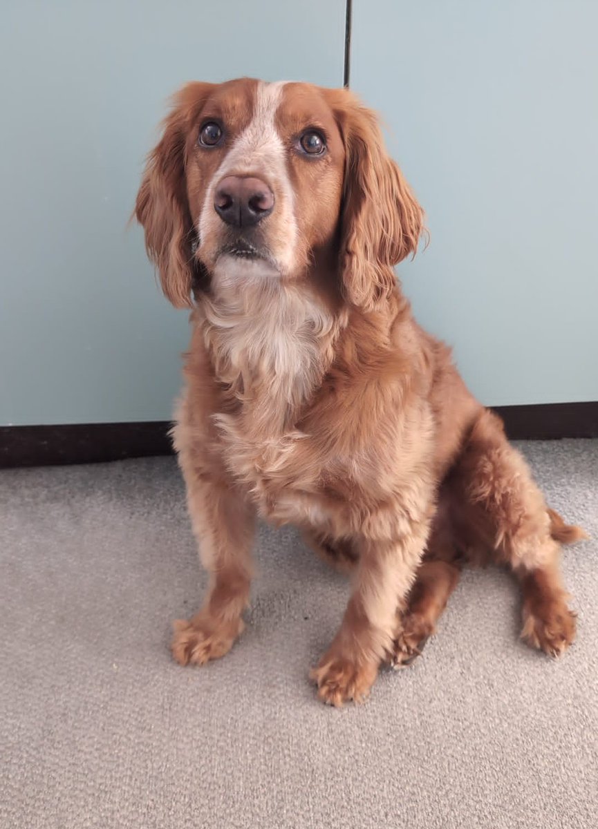 #internationaldogday2025