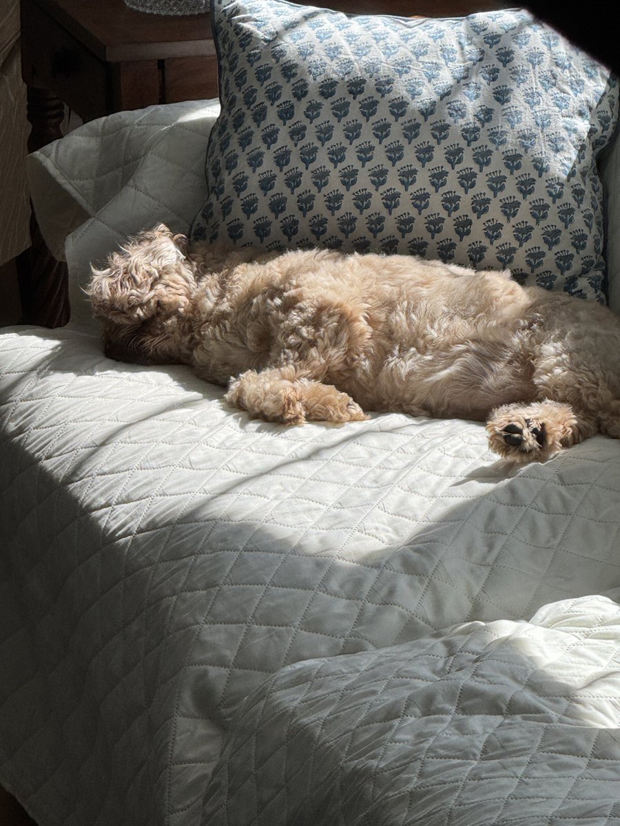 Happy Dog Day to our dog - Bailey. 
It’s International Dog Day for us all to celebrate those furry friends of ours.  ❤️🤗