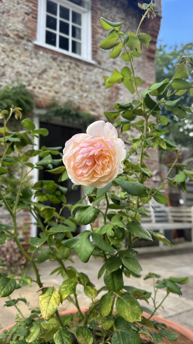 After a little rain a few days ago, the roses have decided that they have not finished for the summer. It’s so lovely to see an unexpected flower - a real lift for the soul.