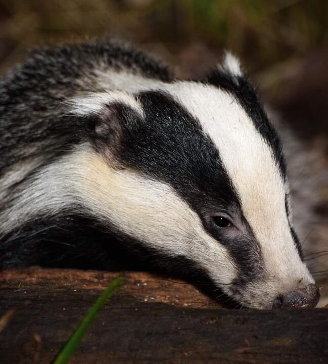 On #InternationalDogDay spare a thought for the dogs used in the illegal &amp; abhorrent ‘sport’ of digging/baiting badgers.
Many of these dogs receive life changing facial injuries that are left untreated. And of course the badger dies
Any info, please ☎️101 #badgermonday #opbadger