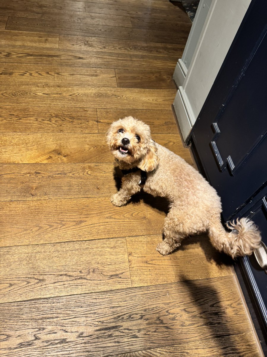 GreyhoundH's tweet photo. Swipe➡️ to celebrate National dog day🐕see some of our beloved pub dogs
@youngspubs #nationaldogday🐶❤️ #dogday #nationaldogsday🐶🐾❤️ https://t.co/BS2eg0BOSc