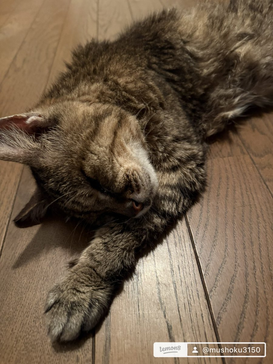 夜中にトイレ行こうと思って踏んづけそうになったわ🤣