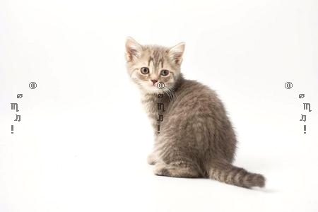 Evelyn William tweet media