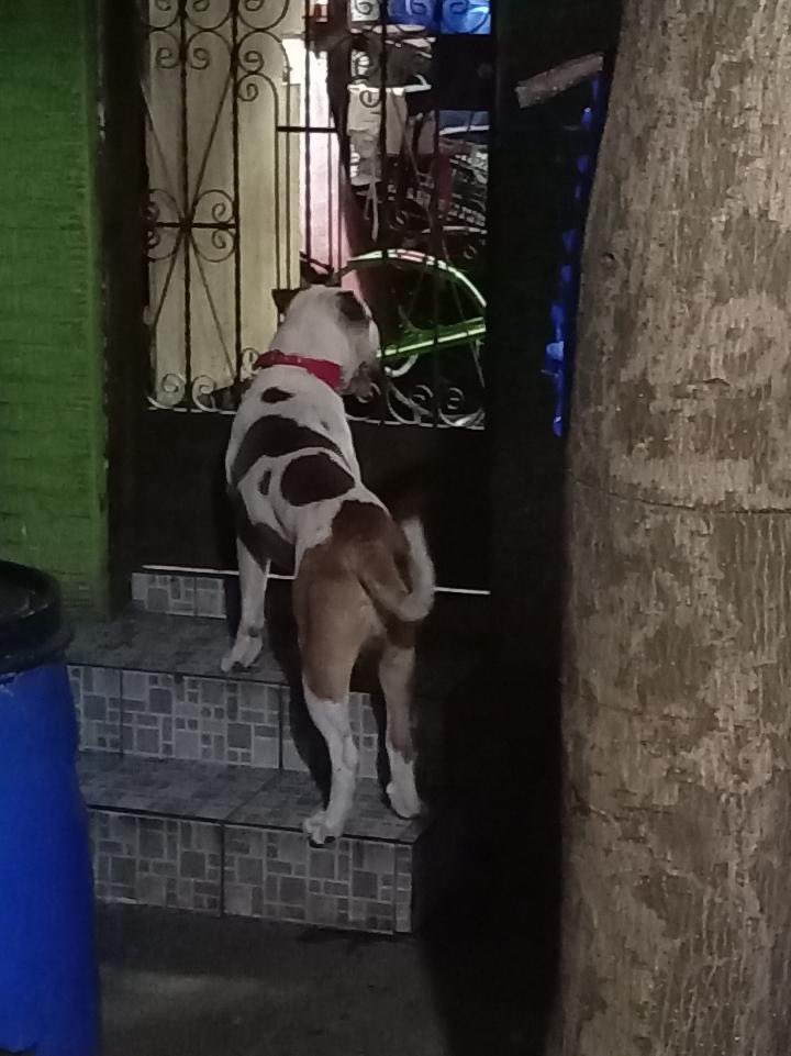 PERRITO CON COLLAR EN PLENA CALLE
~ ciertos vecinos y residentes lo corren, lo espantan y no lo ayudan. No sé qué clase de personas son 💔

Nos envían:

“Hola buenas noches, quiero reportar un perrito que creo que anda perdido aquí en Altavista, en la primera etapa por Unicentro