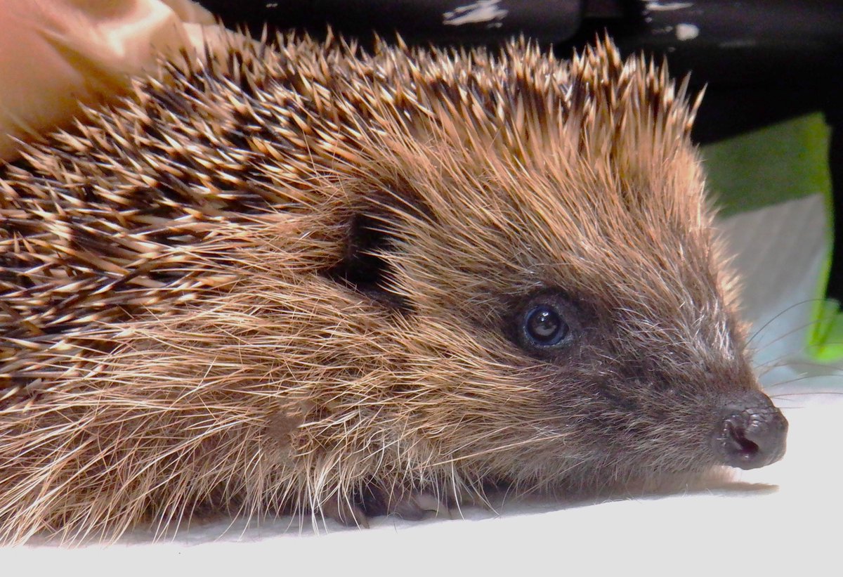 HedgehogCabin's tweet image. Beautiful Jess and dear baby Barney are going home today.
Three weeks ago both were dying; Jess was full of deadly fluke and lungworm, and poor Barney was so damaged inside from parasites that he was pooing blood.
Thanks to a trailcam and a watchful loving guardian they were…