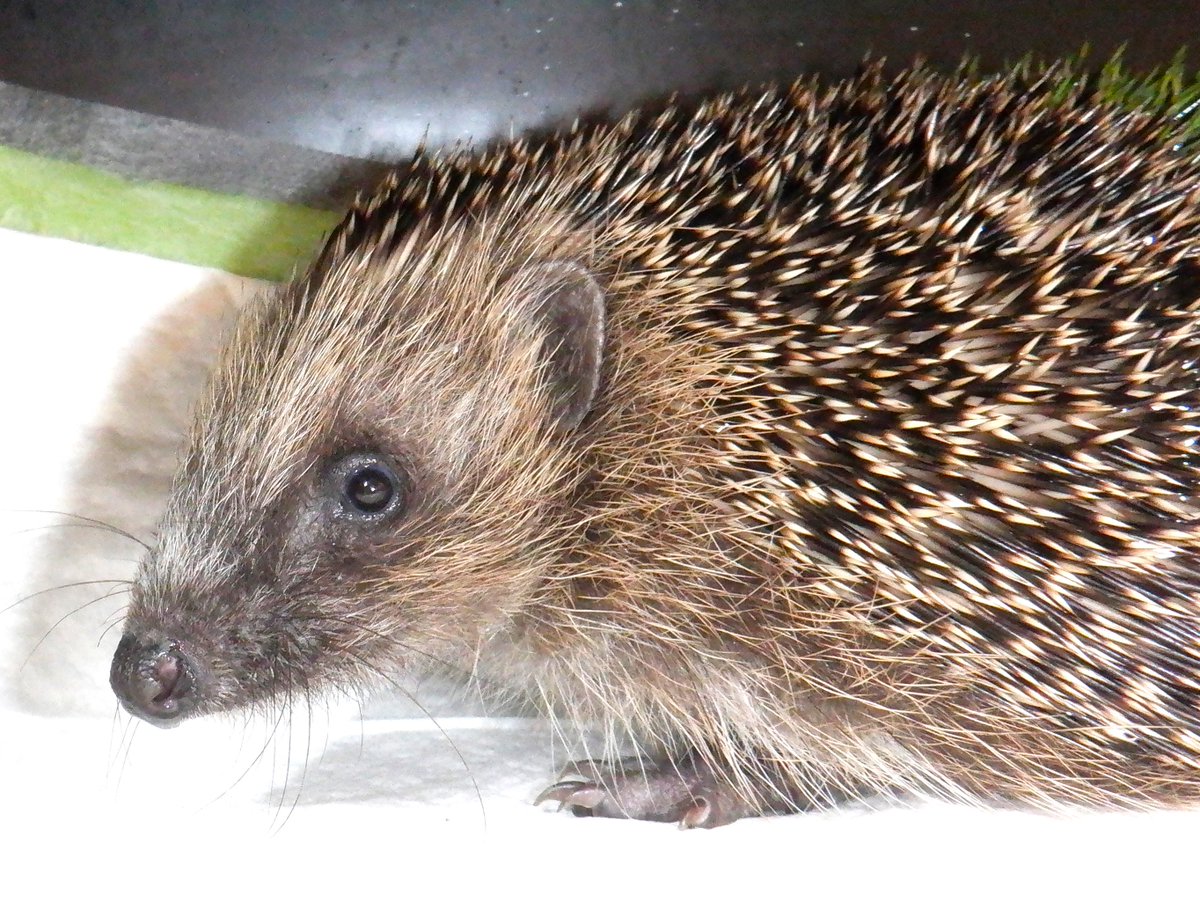 HedgehogCabin's tweet image. Beautiful Jess and dear baby Barney are going home today.
Three weeks ago both were dying; Jess was full of deadly fluke and lungworm, and poor Barney was so damaged inside from parasites that he was pooing blood.
Thanks to a trailcam and a watchful loving guardian they were…