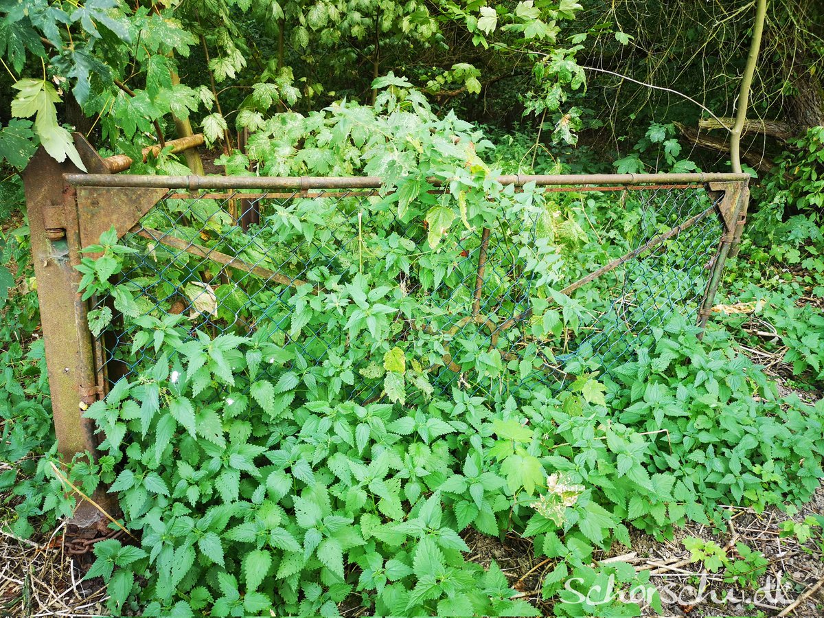 Manchmal stolpert man nicht über Lost Places, sondern über Lost Gates 🚪🌿😆 Dieser VIP-Eingang gehört Brennnesseln &amp; Co. 🌱🔥 Finger weg – Wellness in Form von Jucken ist gratis 😂 Genießt heute Abend Ruhe, tankt neue Energie 🌙🍷✨ Habt einen entspannten Abend! 💫🙌