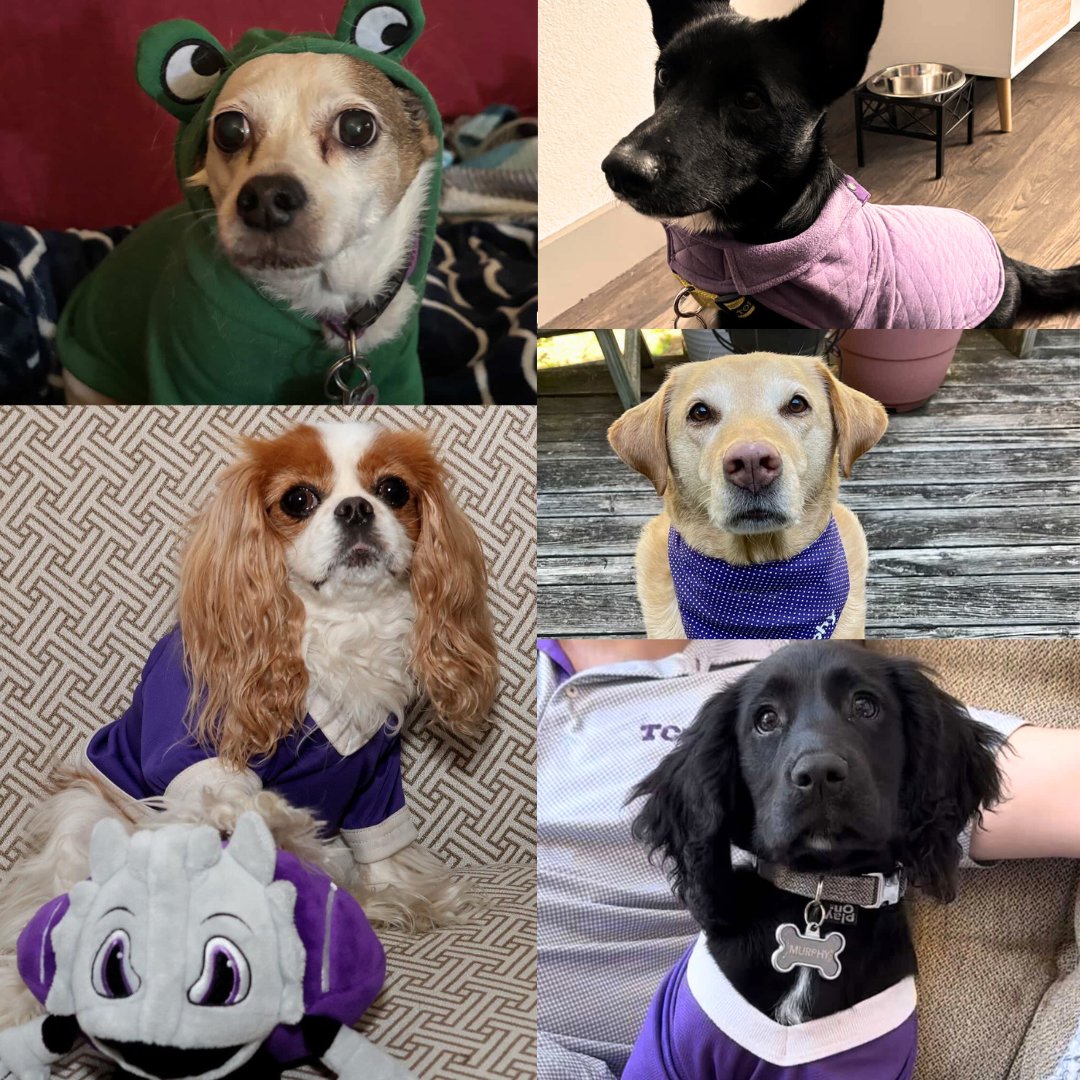 TCU (@tcu) on Twitter photo Happy National Dog Day to all the Frog Dogs! πΈπΆπ Happy National Dog Day to all the Frog Dogs! πΈπΆπ