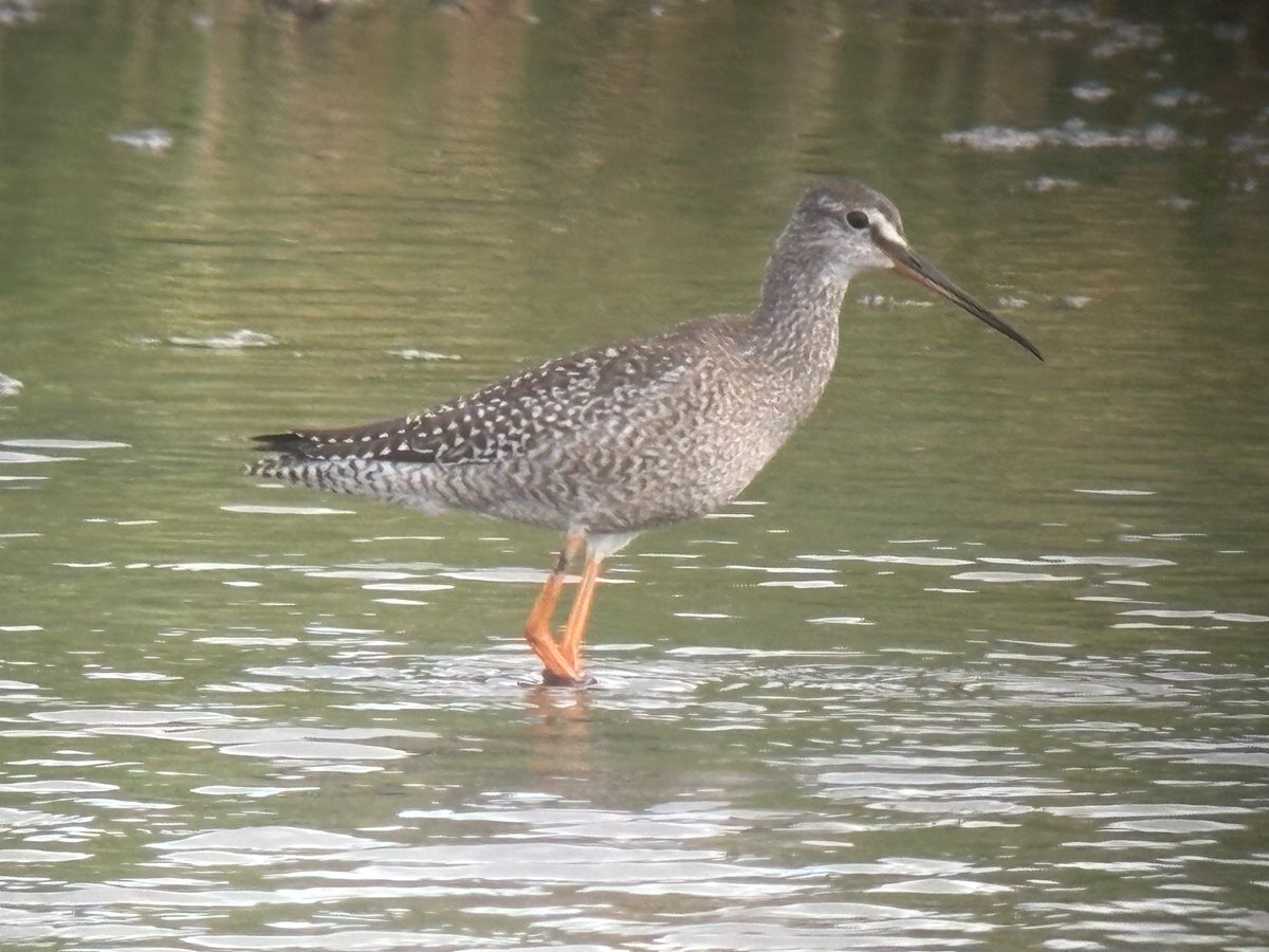 Occasionally even the most unlikely bits of habitat host something interesting!  This juvenile Spotted Redshank dropping into a small lagoon @PershoreHouseholdRecyclingCentre yesterday.