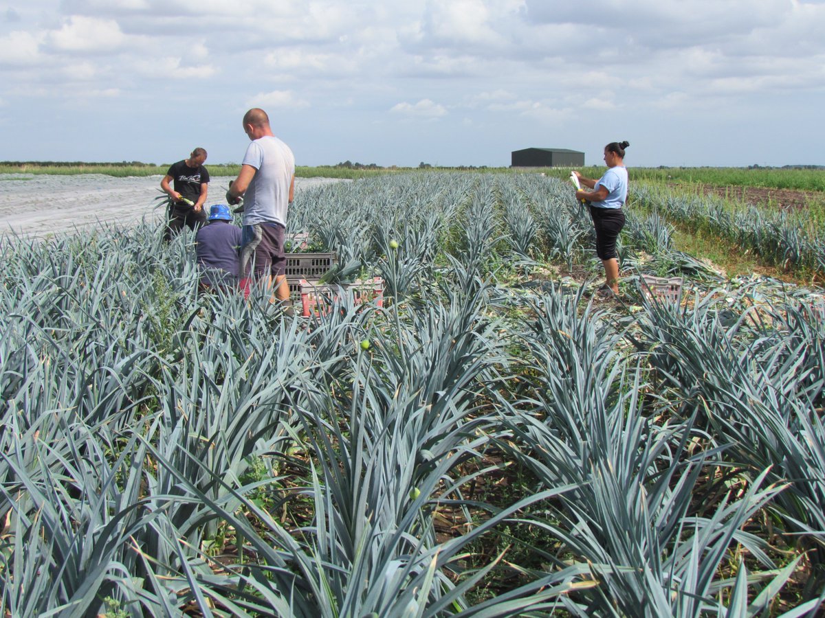 Bank Holiday done with, we made a proper start on #leeks today.  Because we were extra busy, I came to lend a hand What better way to spend a couple of hours in the sunshine!